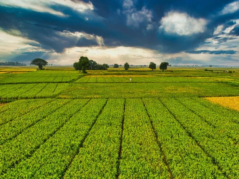 Lavoura verde em terreno ondulado sob céu azul
